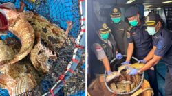Lolos Pemeriksaan Karantina, 10.362 Ekor Ikan Asal Natuna Diekspor Lagi ke Hongkong 3 Karantina Natuna