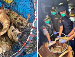 Lolos Pemeriksaan Karantina, 10.362 Ekor Ikan Asal Natuna Diekspor Lagi ke Hongkong