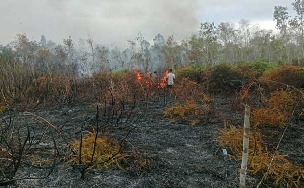 Kebakaran Landa Hutan Tomage, Personel Polsek Bomberay Tangani Titik Api 1 Kebakaran Hutan Tomage Fakfak