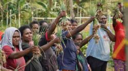 Petani Klayas Sukses Panen Raya Berkat Pendampingan Kilang Kasim 2 1787885614449