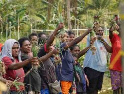 Petani Klayas Sukses Panen Raya Berkat Pendampingan Kilang Kasim