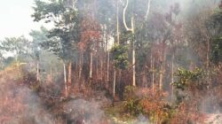 Waspada Dampak El Nino, BPBD Mimika Siagakan 11 Armada Distribusi Air Bersih 1 Ilustrasi Dampak El Nino