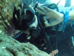 Pemandu Wisata Raja Ampat Soroti Aksi Penangkapan Hiu di Kawasan Konservasi Ayau