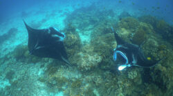 Pari Manta Raja Ampat Jadi Fokus Konservasi Berbasis Pembiayaan