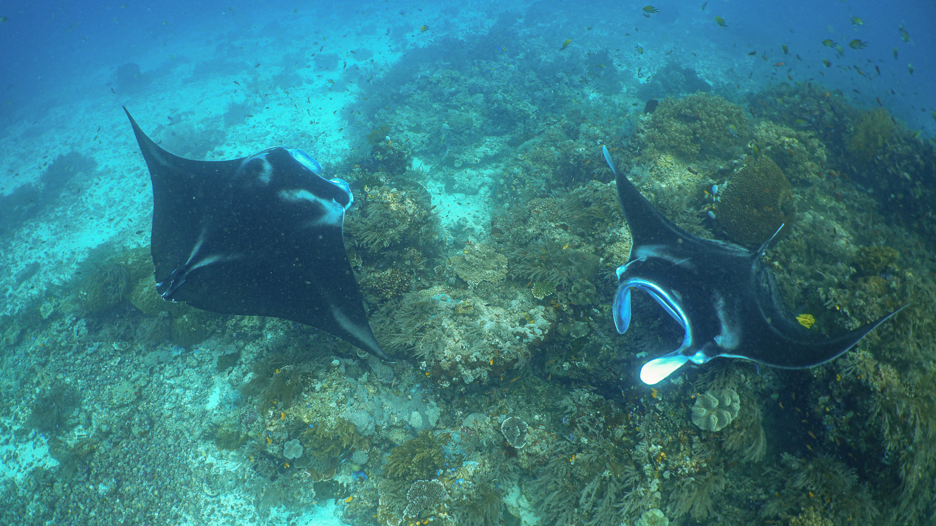 Pari Manta Raja Ampat Jadi Fokus Konservasi Berbasis Pembiayaan