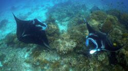Pari Manta Raja Ampat Jadi Fokus Konservasi Berbasis Pembiayaan