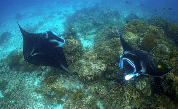 Pari Mata Raja Ampat