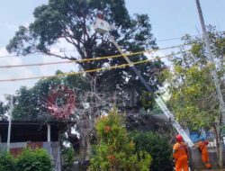 DPPLH Kota Sorong-PLN Kolaborasi Tebang Pohon di Puncak Arfak, Warga Apresiasi