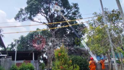 Tebang Pohon di Puncak Arfak