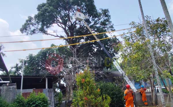 Tebang Pohon di Puncak Arfak