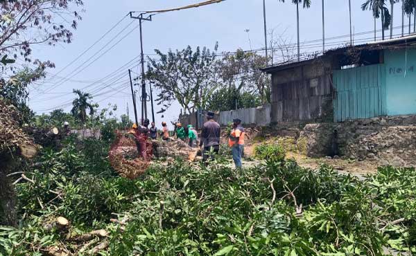 DLH Kota Sorong-PLN Kolaborasi Tebang Pohon di Puncak Arfak, Warga Apresiasi 4 Tebang Pohon di Puncak Arfak5