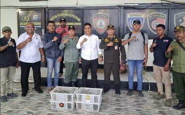 Ditpolairud Polda PBD Amankan 21 Ekor Nuri Hitam di KM Sinabung