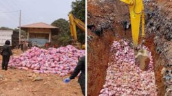Karantina Kepri Musnahkan 29 Ton Bawang Putih Rusak Asal Cina