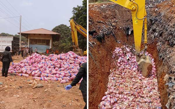 Karantina Kepri Musnahkan 29 Ton Bawang Putih Rusak Asal Cina 8 Karantina Kepri Musnahkan 29 Ton Bawang Putih Asal Cina