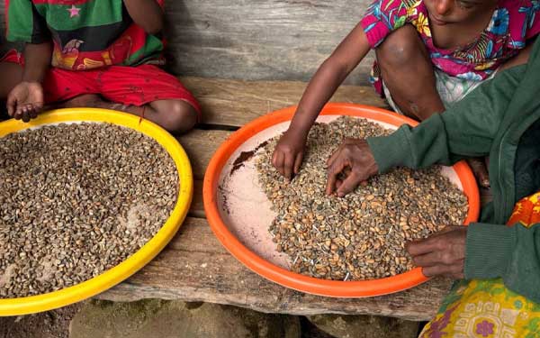 PLN Kopi Kasuari Pegunungan Papua3